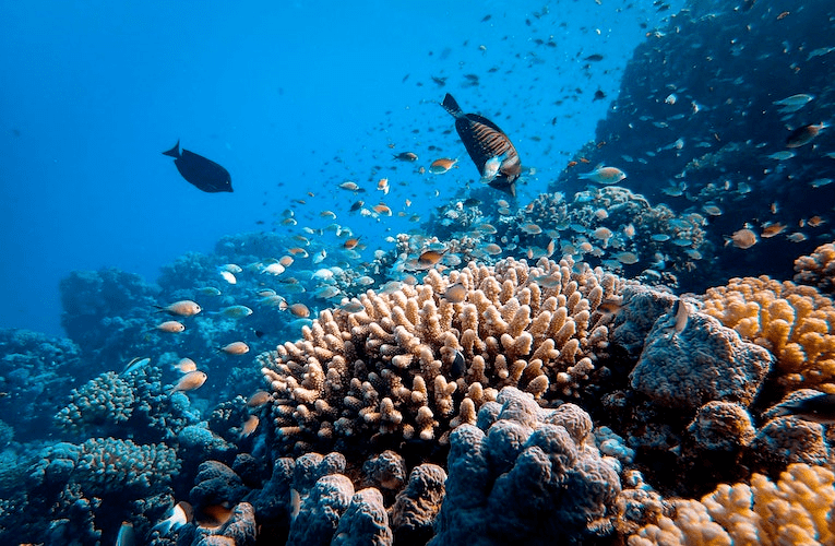 Restore 50cm² of corals + Offset 100kg of CO₂