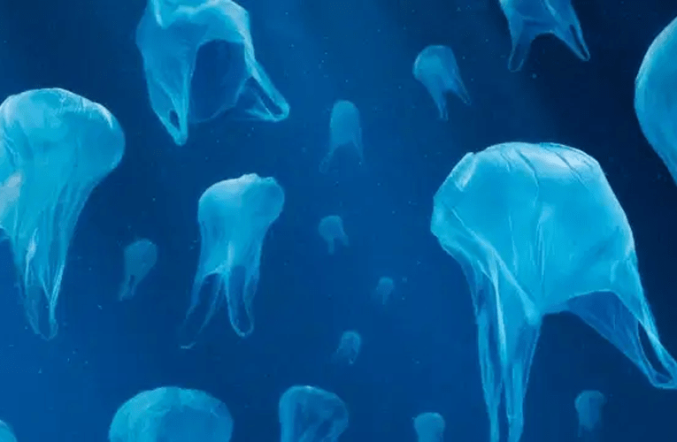 Retirer 1kg de plastique de l'Océan + Compenser 1t de CO₂