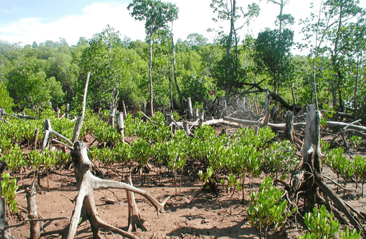 Plant 10 trees in Africa + Offset 1t of CO₂