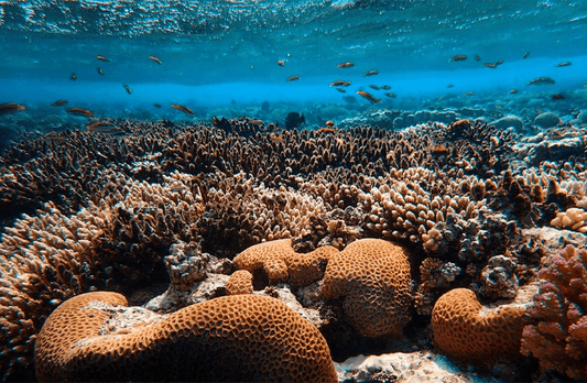 Restore 100cm² of corals + Offset 1t of CO₂