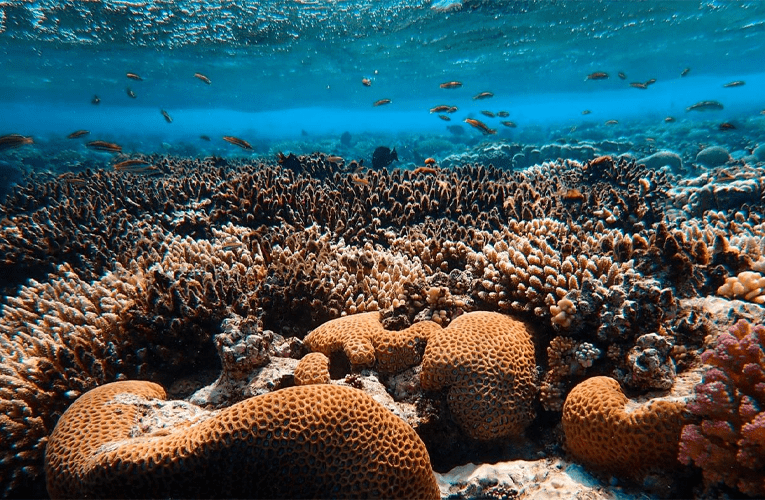 Restore 50cm² of corals + Offset 100kg of CO₂